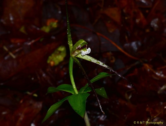 {Isotria verticillata}